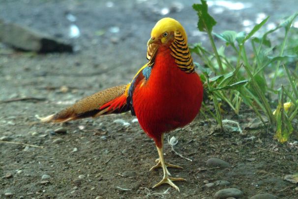 Những điều cần biết về giống chim trĩ đỏ (phần 1) - Gà Giống Vịt Giống